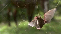 A brown bat struggles to escape a sticky spiderweb. Stock Footage