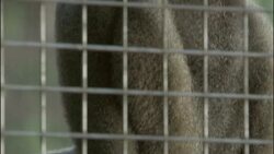 A monkey scratches its head as it sits in a wire cage. Stock Footage