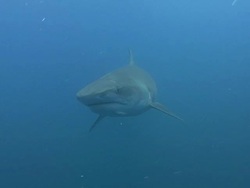 Tiger Shark (Galeocerdo cuvier) Stock Footage