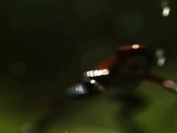 Medium Shot Rack Focus Slow Motion - Poison dart frog leaps through frame and through focus in the rain / Costa Rica Stock Footage