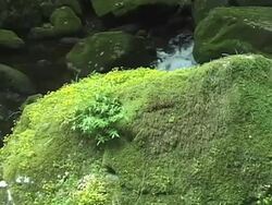 Flowing Water and Moss Stock Footage