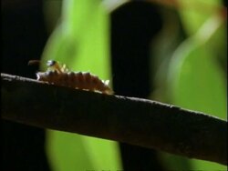 CU Sugar Ants crawling over Azure Butterfly (Ogyrus genoveva) Caterpillar as it crawls along branch, Australia Stock Footage