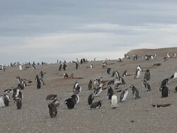 Magellanic penguins Stock Footage