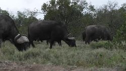African Buffalo on Ol Pejeta Conservancy News Clip