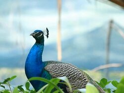 Peacock Male Stock Footage