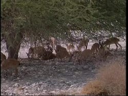 Paramedic games put rescue services on their marks News Clip