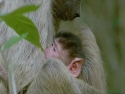 CU Yellow Baboon, Papio cynocephalus, with baby, Tanzania Stock Footage