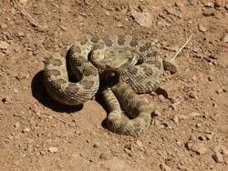 HD video rattlesnake rattling on hiking trail Colorado Stock Footage