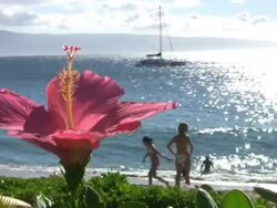 Flower Beach Stock Footage
