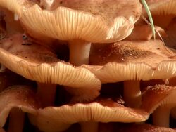 MS Mushrooms on trunk / Saarburg, Rhineland-Palatinate, Germany Stock Footage