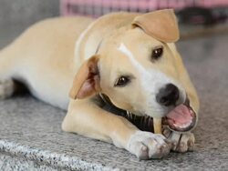 Dog chewing a bone Stock Footage