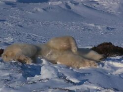 TS Itchy Polar bear rubbing its body against the snow / Churchill, Manitoba, Canada Stock Footage