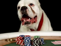 HD DOLLY: Dog Sticking Tongue Out While Playing Poker Stock Footage