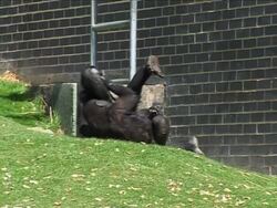 Gorilla conservation in the UK News Clip