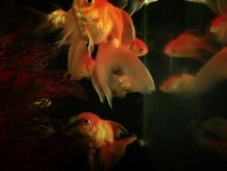 goldfish Stock Footage
