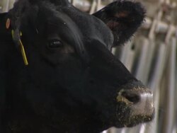 Background general views of 2012's US drought including failed crops, dried up lake, cattle and food on sale in supermarket. News Clip