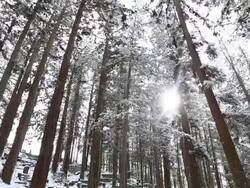 Beautiful Winter forest Stock Footage