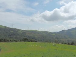 WS View of flock of sheep and wind turbine in Daegwallyeong pasture / Pyeongchang, Gangwon do, South Korea Stock Footage