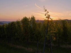 WS CS Vineyard In The Sunrise Stock Footage