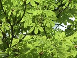 HD: Swaying treetop Stock Footage