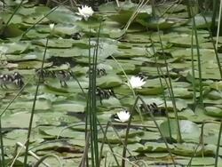 Walking on Lily Pads Stock Footage