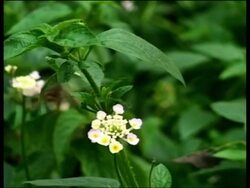 Conserving Colombia's butterflies News Clip