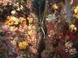 MS POV Shot of Rock painted lobster in rock crevice observing surroundings and moving antennae / Mahe, Seychelles Stock Footage