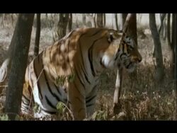 MCU Bengal tiger yawning, Bannerghata NP, India Stock Footage