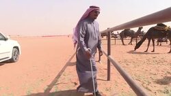 CLEAN : Camels left pouting as Saudis ban botox at beauty pageant News Clip