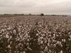 WS cotton field Stock Footage