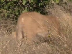 Linyanti Wildlife Reserve News Clip