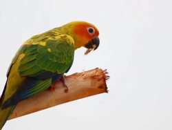 sun conure parrot Stock Footage