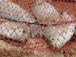 Fish caught in the net Stock Footage