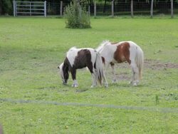 Two horses grazing in grassy field, ranch or farm animals Stock Footage