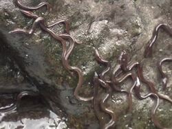 European eel elvers (Anguilla anguilla) migrating upstream, River Teifi, Wales Stock Footage