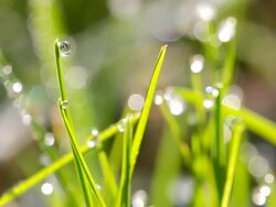  CU View of dewdrops on  grass  /  Kastel-Staadt, Rhineland-Palatinate, Germany  Stock Footage