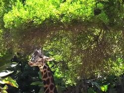 giraffe eating Stock Footage