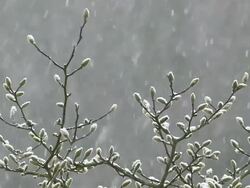CU Shot of budding tree in snowfall at winter / Erbeskopf, Hunsruck, Rhineland Palatinate, Germany Stock Footage