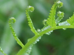 beautiful green fern Stock Footage