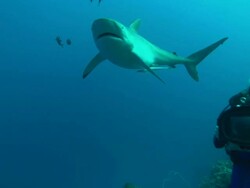Silky shark facing camera, Saudi Arabia, Gulf  Stock Footage