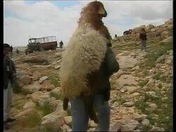 WEST BANK: SHEPHERD CAVE DWELLERS CELEBRATE (V) News Clip