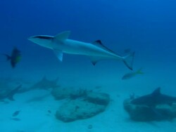 Remora, Echeneidae, free swimming, Bahamas  Stock Footage
