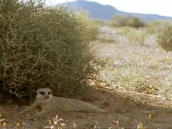 Meerkat (Suricata suricatta) resting in shade of bush, Namaqualand, South Africa Stock Footage