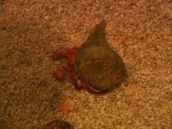 Hermit Crab Stock Footage