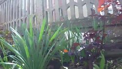 Cute little bichon frise enjoy outdoor Stock Footage