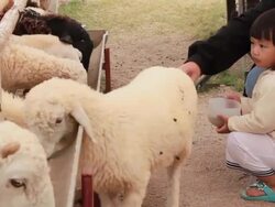 Asia girl feeding sheep in a field. Stock Footage