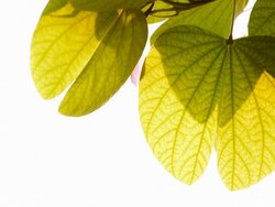 green leaf in sun light Stock Footage