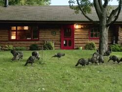 MS Flock of wild turkeys passing by log cabin / Tweed, Ontario, Canada Stock Footage