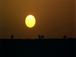 WA Arabian Oryx, Oryx leucoryx, silhouetted in front of sunset on horizon, Jiddat al Harasis desert, Oman Stock Footage