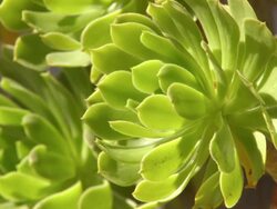 CU Shot of Radial succulent with spoon shaped leaves / Namaqualand, Northern Cape, South Africa Stock Footage